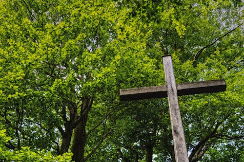 Free stock photo of cross, forest, green