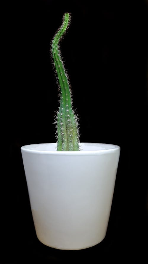 Free stock photo of cactus, cactus plant, ceramic