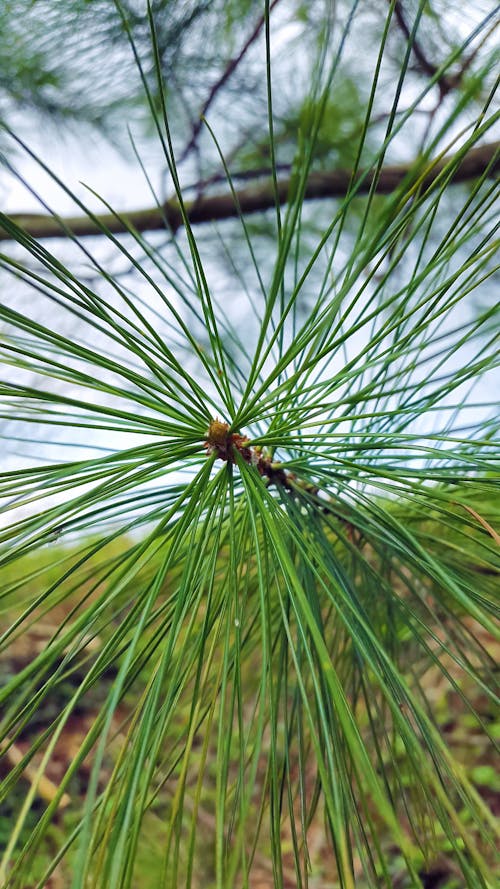 Free stock photo of branch, close, conifer