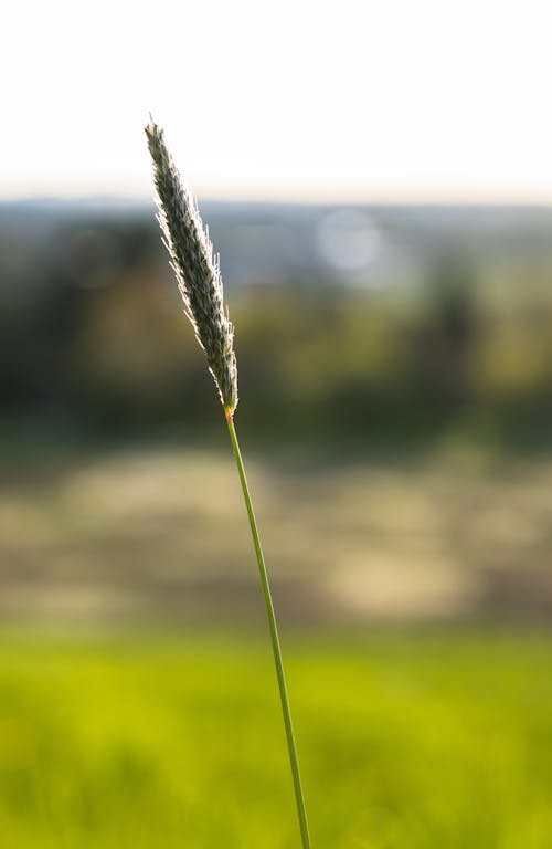 Free stock photo of blade of grass, close, grass