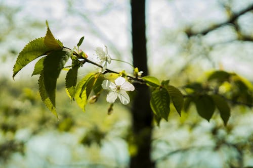 Free stock photo of bloom, blossom, branch
