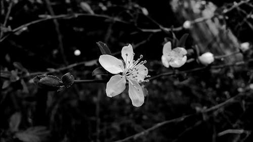 Free stock photo of black and white, bloom, blossom