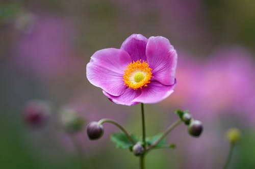 Foto d'estoc gratuïta de didal japonès, flor, flora