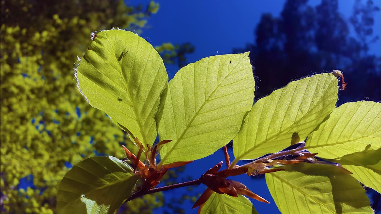 Free stock photo of beech, beech leaves, bright