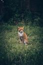 Orange and White Cat on Green Grass