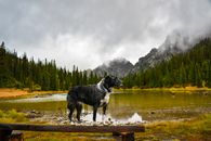 Gray and White Dog Standing on Wooden Bench