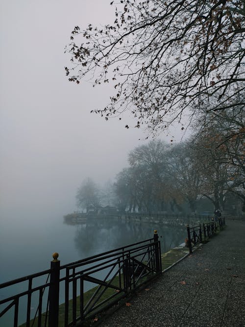 Foto d'estoc gratuïta de amb boira, arbres, baranes