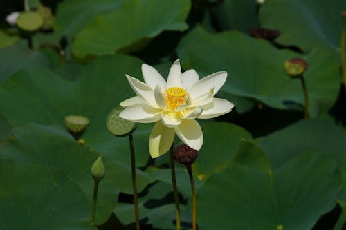 Close-Up Photo of a White Lotus Flower in Bloom