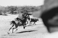 A Horse Rider Chasing a Cattle