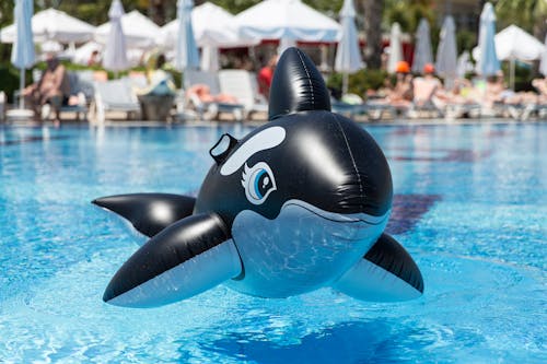A Plastic Dolphin Floater in the Swimming Pool