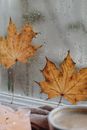 Brown Maple Leaf on Glass Window