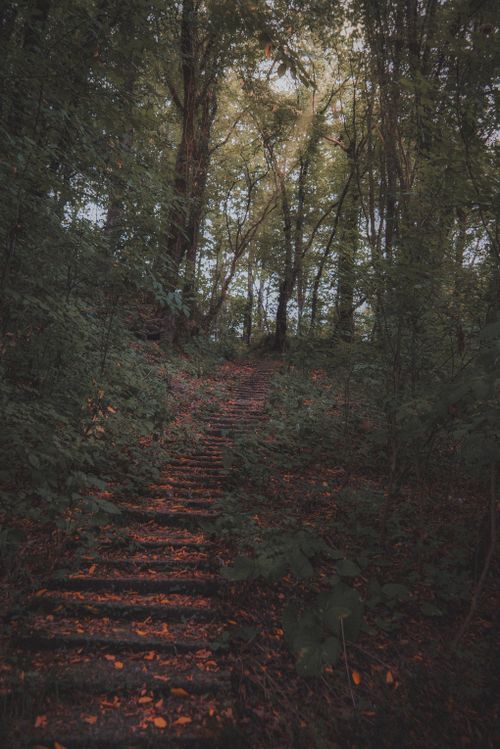 Free Mysterious forest pathway with stone steps leading through lush greenery under sunlight. Stock Photo
