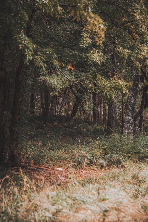 Free A sunlit forest showcasing lush greenery and wild plants in a summer setting. Stock Photo