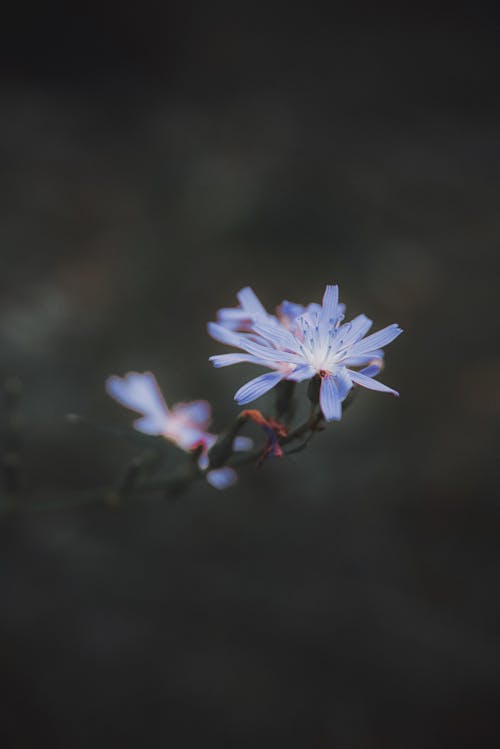 Purple Flower in Blur Background