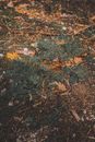 Green and Yellow Leaves on Ground