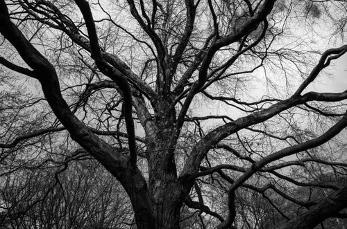 Free Dramatic grayscale photo of a leafless tree's intricate branches and trunk. Stock Photo
