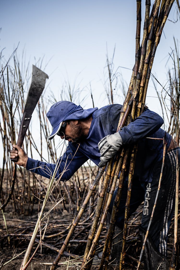 A Man Harvesting Sugarcane