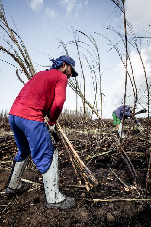 Free A worker harvesting sugarcane on a sunny day, emphasizing manual labor and agriculture. Stock Photo