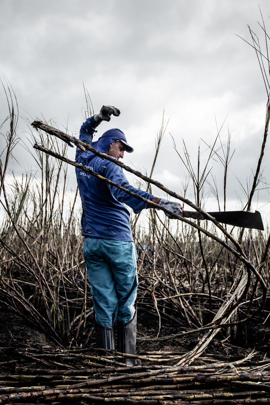 Worker cutting sugarcane in the field