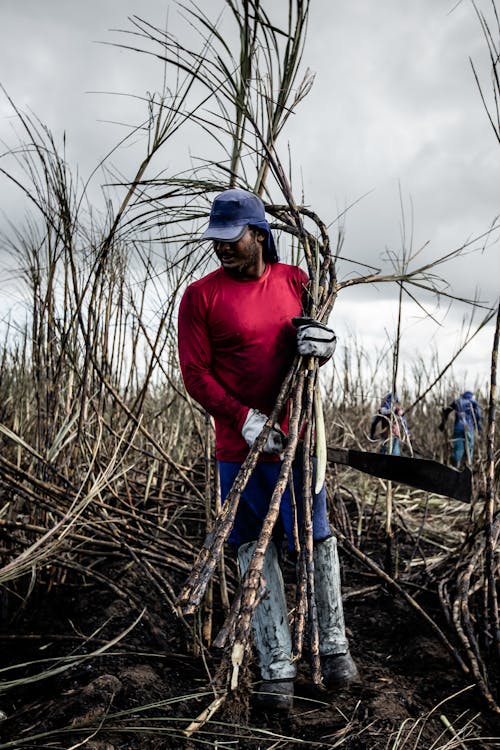 Immagine gratuita di agricoltura, campo, guanti da lavoro