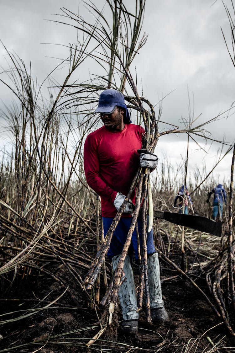 Man Cutting Sugarcane Stalks In The Field