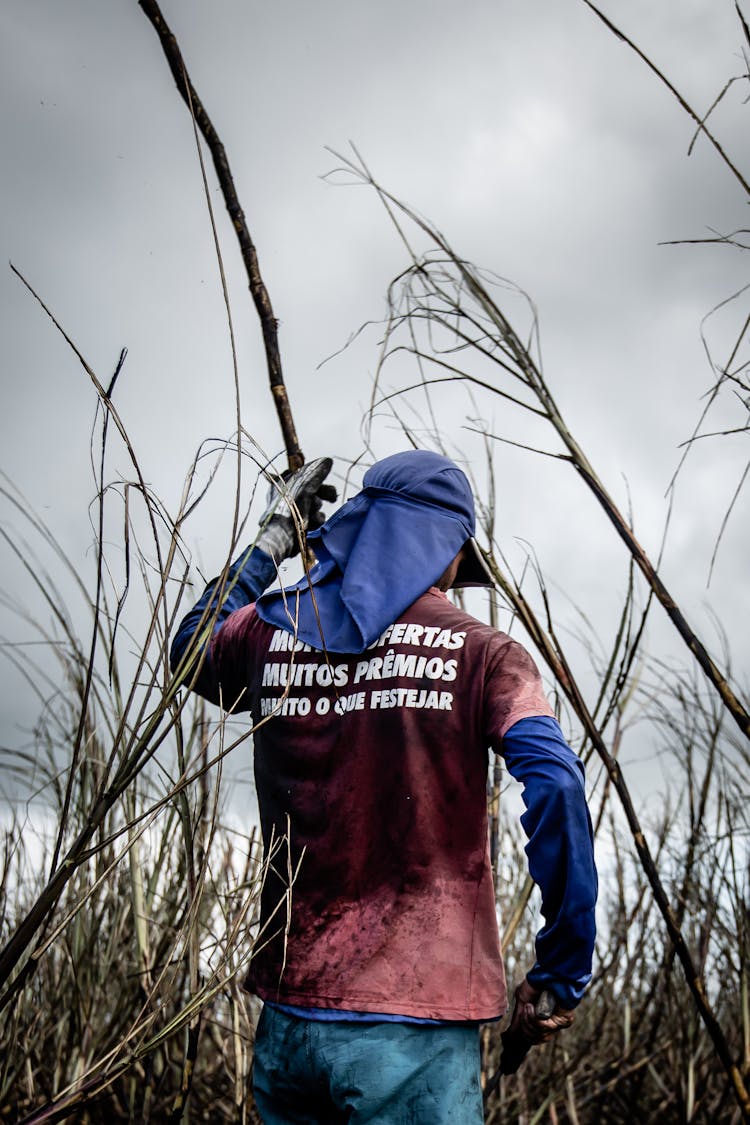 Man Harvesting Sugarcane 