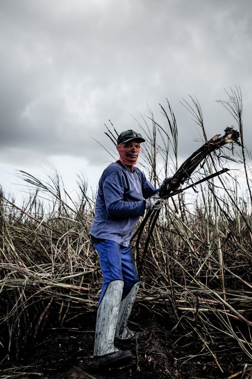 Man Harvesting Sugarcane