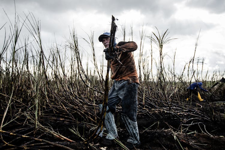 Man Harvesting Sugarcane 