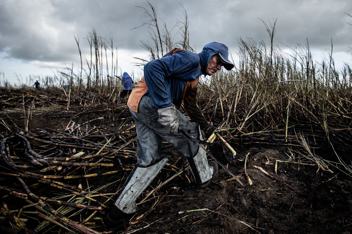 Cut Rushes Man Cutting Rushes with Machete · Free Stock Photo