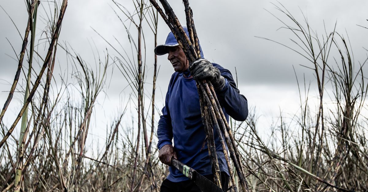 Cut Rushes Man Cutting Rushes with Machete · Free Stock Photo