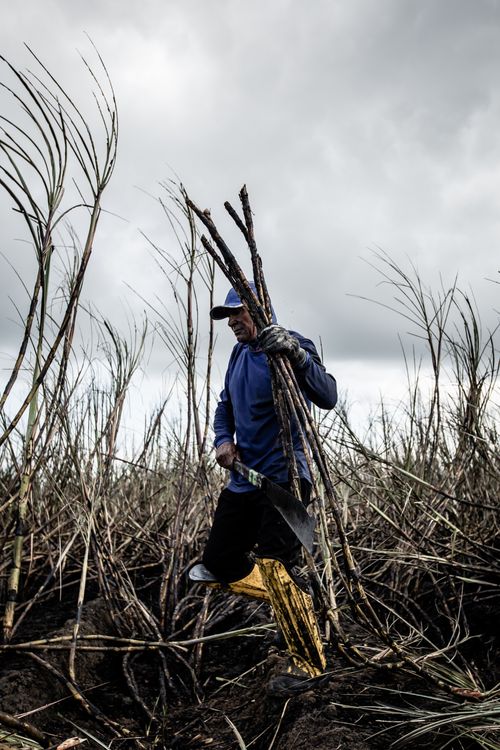 Cut Rushes Man Cutting Rushes with Machete · Free Stock Photo