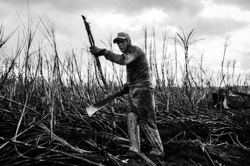 Monochrome Photograph of a Farmer Working