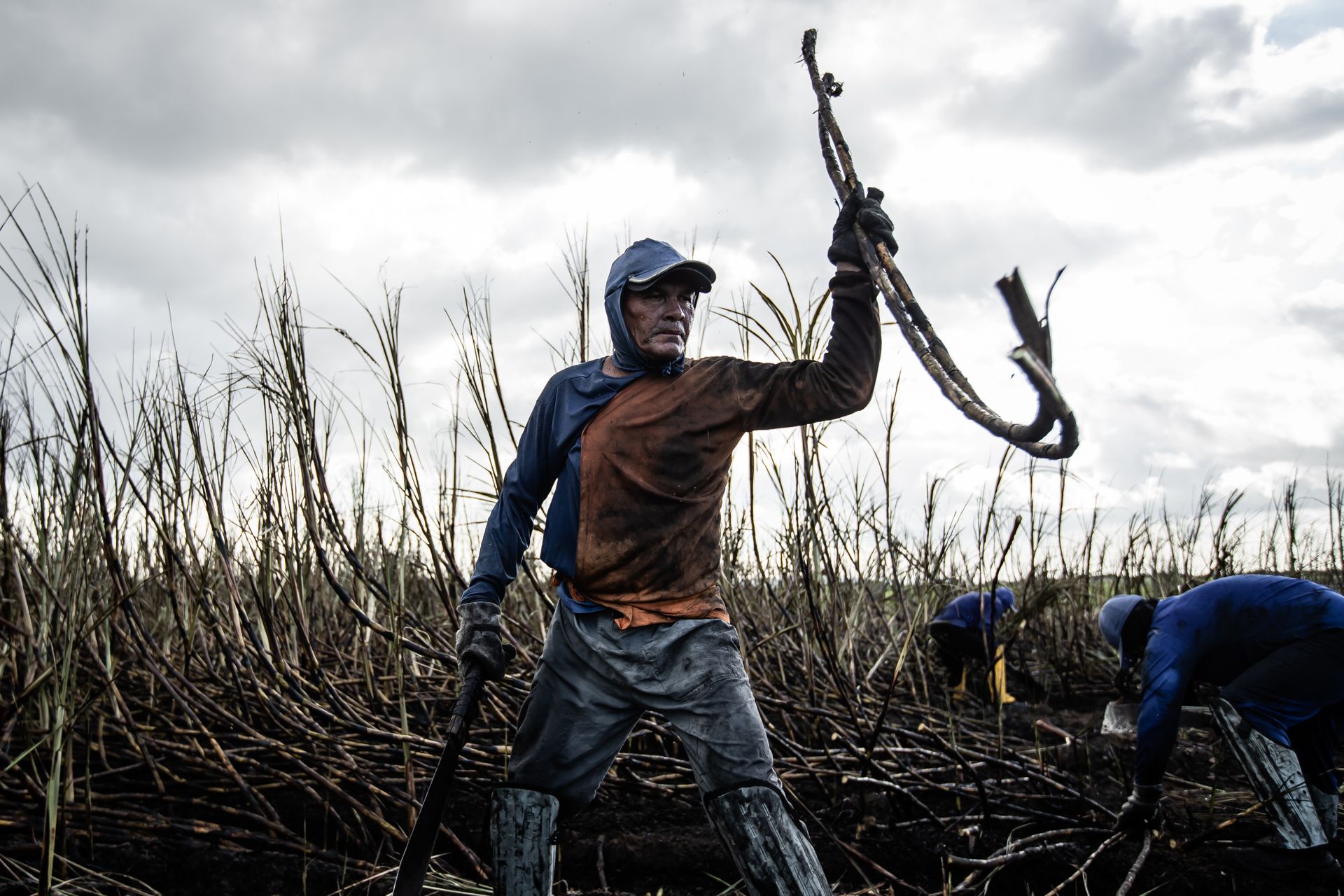 A determined farmer works in a sugarcane field, showcasing labor and agriculture under a cloudy sky.