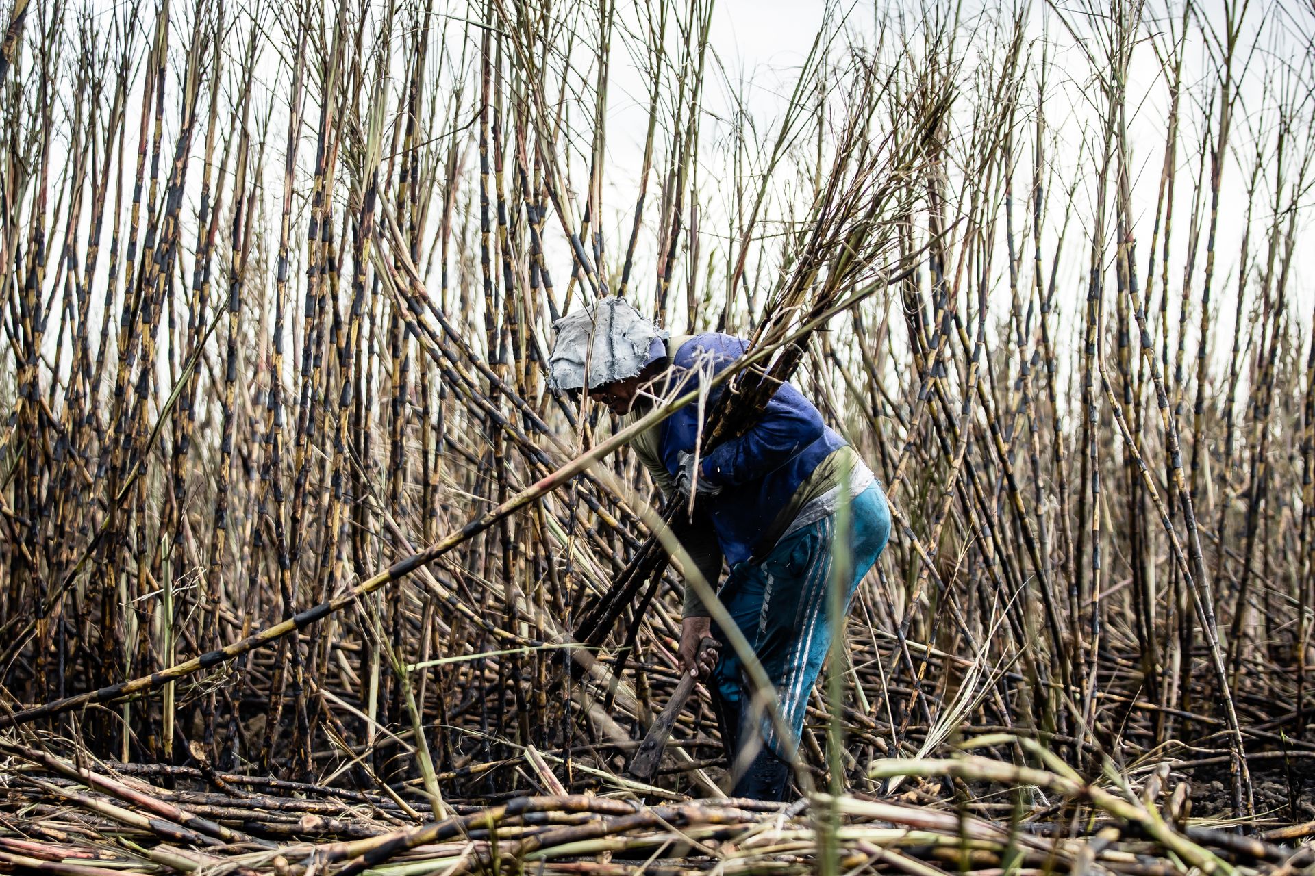 Person Working in a Sugar Cane Field