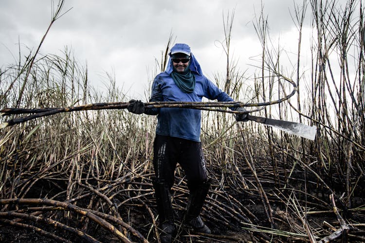 Man Harvesting Sugarcane 