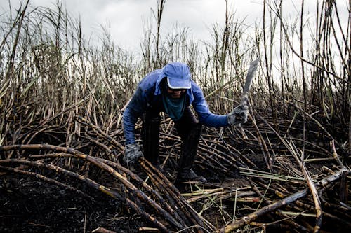 Immagine gratuita di abbigliamento da lavoro, agricoltura, campagna