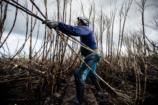 Man Harvesting Sugar Canes