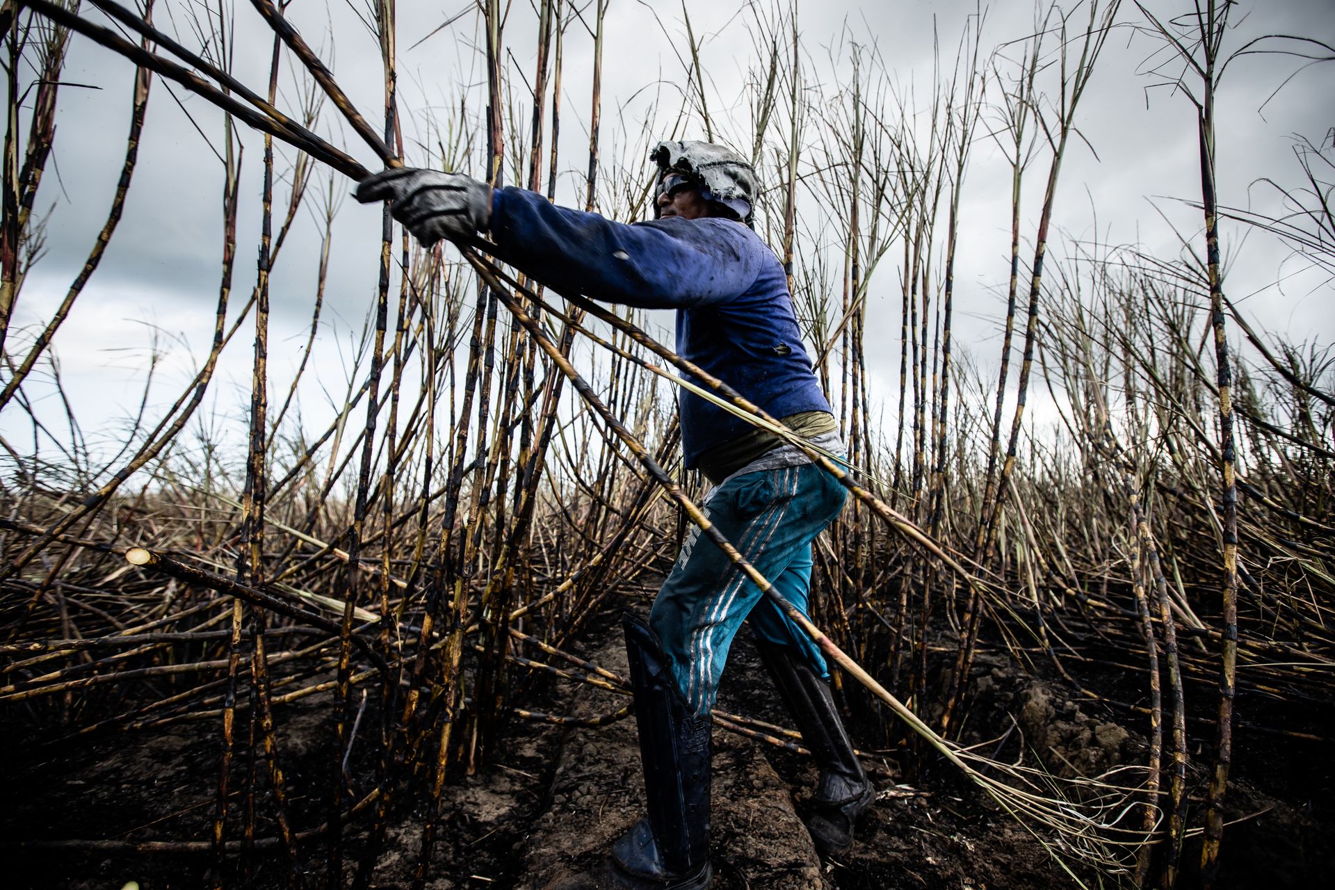 Dedicated farmer working in a sugarcane field under cloudy skies, showcasing manual agricultural labor.