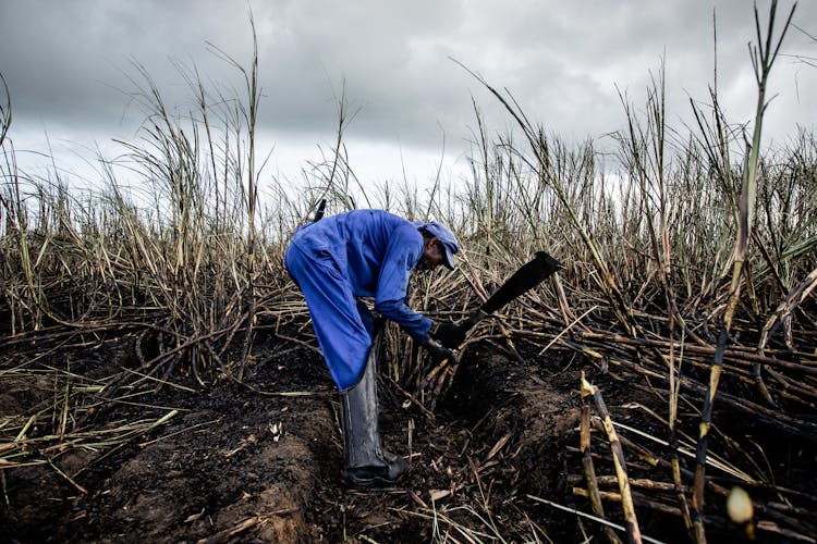 Man Harvesting Sugarcane 