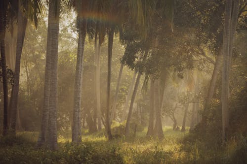 bezplatná Základová fotografie zdarma na téma les, mlha, příroda Základová fotografie