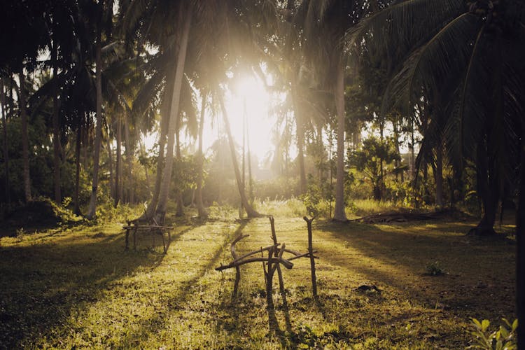 Sunlight And Trees