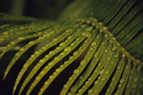 Close Up Photo of Green Leaf