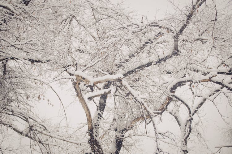 Snow On Tree