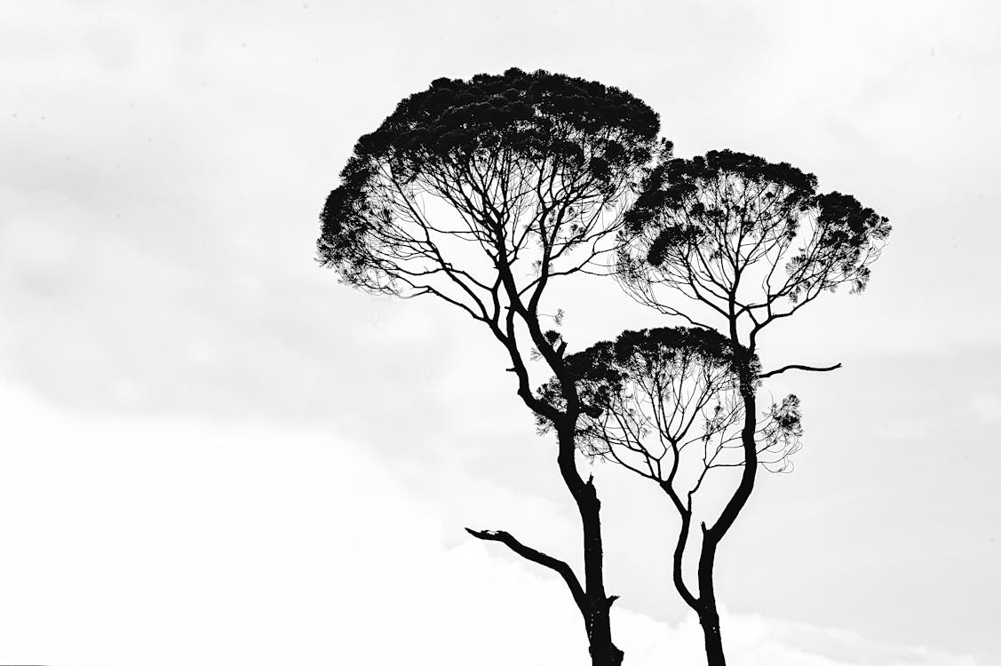 Free Silhouette Photo of Trees Stock Photo