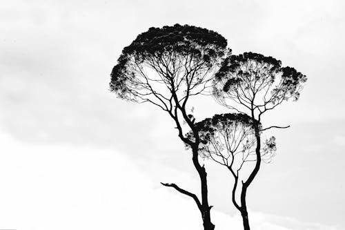 Imagine de stoc gratuită din alb-negru, arbori, artă