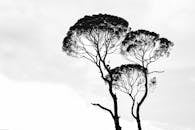 Silhouette Photo of Trees
