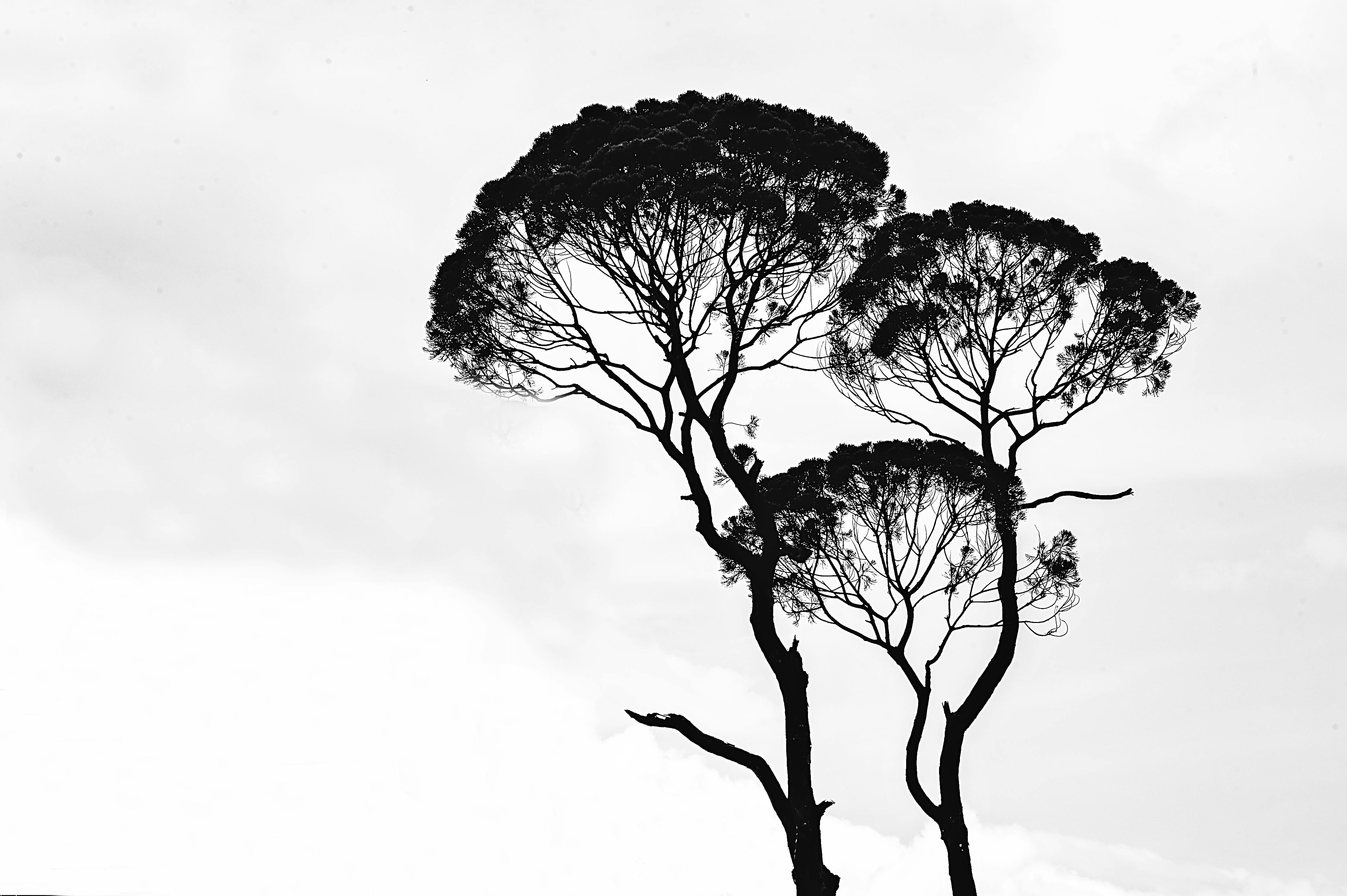 Silhouette Photo Of Trees Free Stock Photo