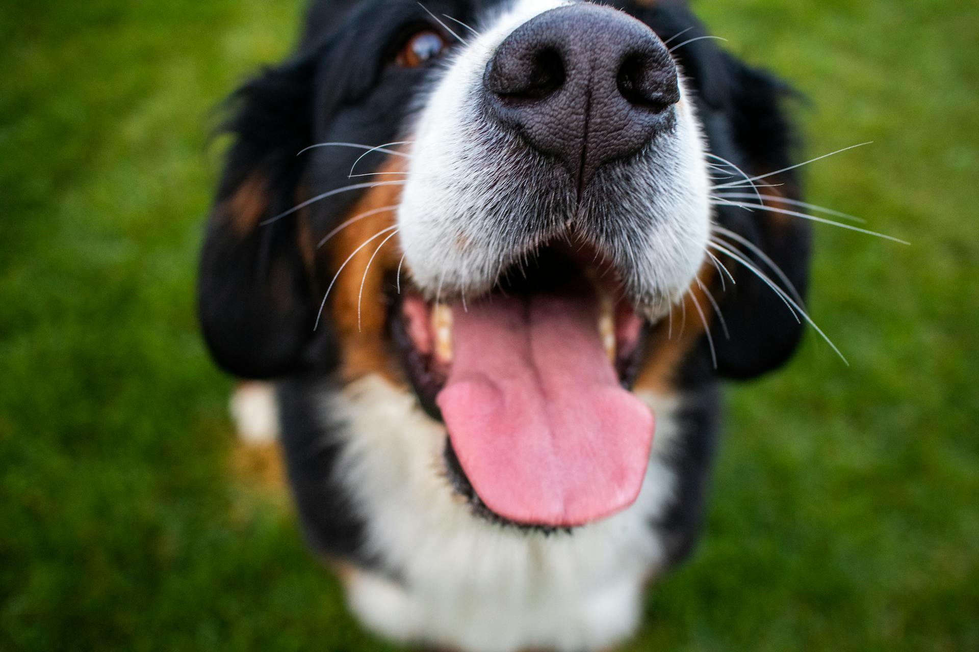 Black White and Brown Long Coated Dog