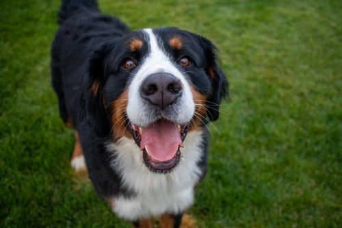 Free Charming Bernese Mountain Dog with a joyful expression standing on lush green grass. Stock Photo