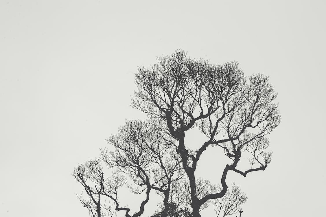 Foto d'estoc gratuïta de amb silueta, arbre, blanc i negre